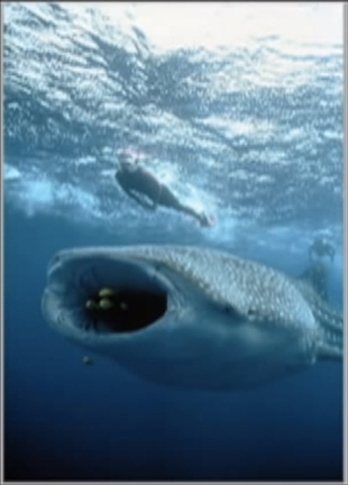 Photographing the Largest Shark in the World