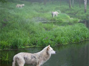 Interesting Photo of the Day: Three Weary Wolves