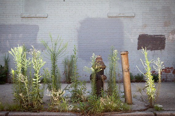 "Fire Hydrant and Weeds, Brooklyn" captured by James Maher.