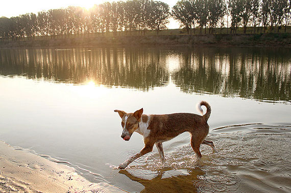 pet photography at sunset