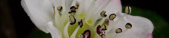 The Life of Flowers Captured with Incredible Macro Timelapse Photography