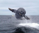 Interesting Photo of the Day: Humpback Whales Breaching