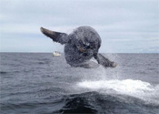 Interesting Photo of the Day: Humpback Whales Breaching