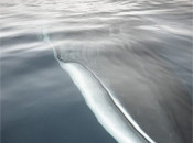 Interesting Photo of the Day: Very Close Encounter with a Massive Minke Whale