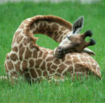 Interesting Photo of the Day: Baby Giraffe Sleeps Using Own Body as Pillow