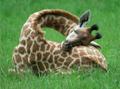 Interesting Photo of the Day: Baby Giraffe Sleeps Using Own Body as Pillow