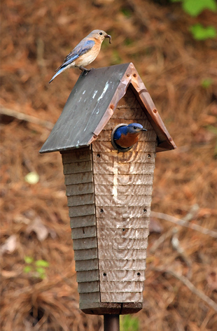 blue birds in birdhouse