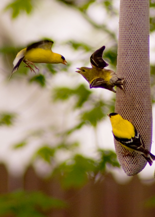 yellow goldfinch birds