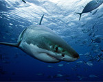 Shark Week Photo of the Day: Great White Shark Spotted While Diving in South Australia