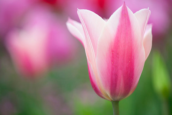 tips for tulip photos