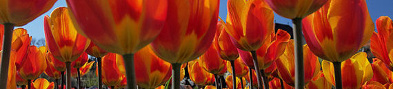 Flower Photography: 4 Quick Tips for Great Tulip Photos