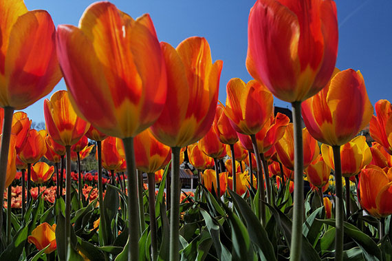 tulip picture tips