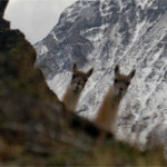 Curious Llamas Photobomb a Landscape Photographer’s Efforts in the Patagonias