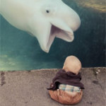 Interesting Photo of the Day: Beluga Whale vs. Baby at the Mystic Aquarium