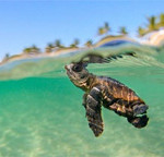 Interesting Photo of the Day: Baby Sea Turtle’s First Swim