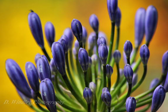 flower photography with monopod