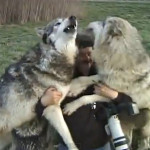 Brave Photographer Casually Plays with a Pack of Wolves on the Edge of Ferociosness