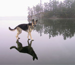 Interesting Photo of the Day: Dog Walks on Water