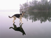 Interesting Photo of the Day: Dog Walks on Water