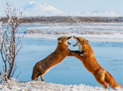 Interesting Photo of the Day: Red Foxes Sparring in Alaska
