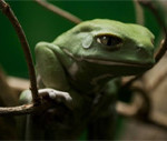 Interesting Photo of the Day: Seemingly Sad Frog