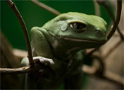 Interesting Photo of the Day: Seemingly Sad Frog