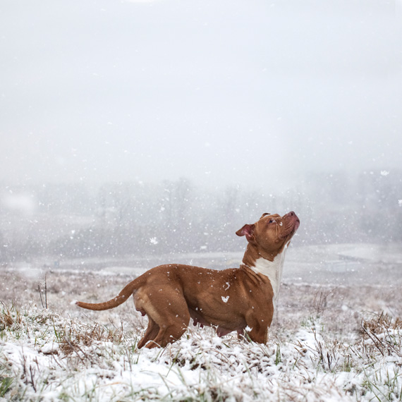 landfill dogs shannon johnstone pit bull dog