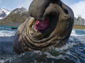 Interesting Photo of the Day: Jolly Elephant Seal