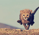 Interesting Photo of the Day: Young Cheetah Photographed in Mid-Sprint