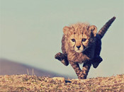 Interesting Photo of the Day: Young Cheetah Photographed in Mid-Sprint