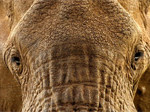 Interesting Photo of the Day: Elephant Texture