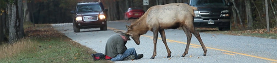 Young Elk Decides He Does Not Like this Photographer