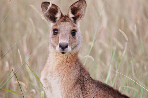 wildlife photography