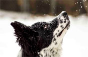 Interesting Photo of the Day: Dog Experiences Snow for the First Time