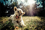 Interesting Photo of the Day: Ferocious Lion Cub from Zimbabwe