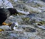 Bird Steals Camera and Captures Amazing Aerial Footage of Penguin Colony