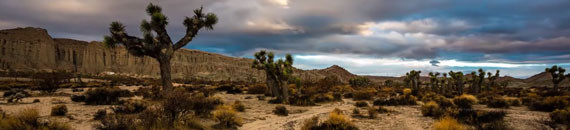 The Unique Beauty of Joshua Tree Captured Through Timelapse Photography