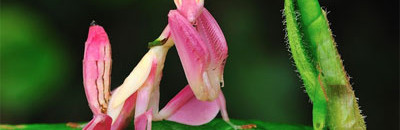 Interesting Photo of the Day: The Orchid Mantis