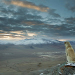 Interesting Photo of the Day: Mystery Dog Accompanies Hiker in Himalayas