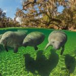 Interesting Photo of the Day: Sea Cows of Florida