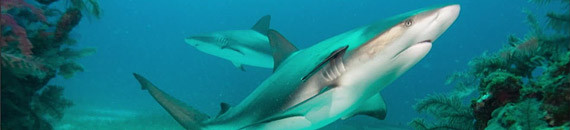 Underwater Photography: Everything You Need to Know