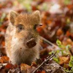 Interesting Photo of the Day: Adorable Wild Boar Piglet