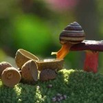 Interesting Photo of the Day: Snail Sips from Acorn Shell