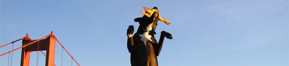 Interesting Photo of the Day: Dog Photobombs the Golden Gate Bridge