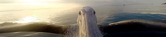 Rescued Pelican Taught How to Fly and Documented on Camera