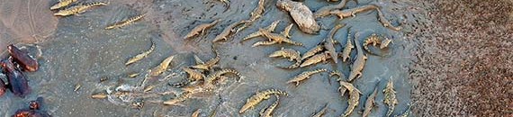 Crocodiles vs. Hippos: A Battle of Epic Proportions