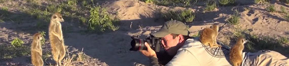 Adorable Video of Photographer Being Cuddled by African Meerkats