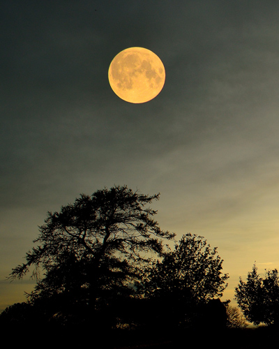 moon and trees