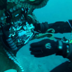 Ticked Off Octopus Tries to Steal Photographer’s Camera