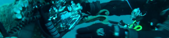 Ticked Off Octopus Tries to Steal Photographer’s Camera